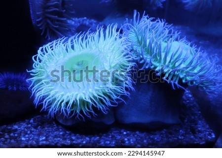 Glowing Sea Anemone - Coral Reef Creature 