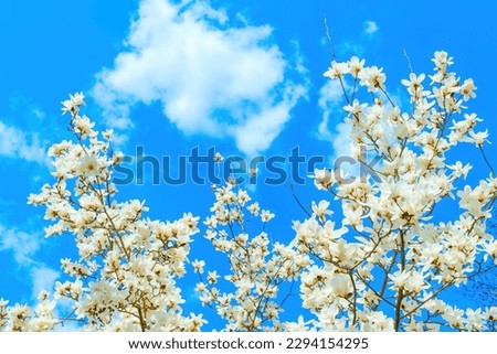 White magnolia tree in full bloom set against a stunning blue sky, viewed from below. Hope, renewal and new beginnings related concept.