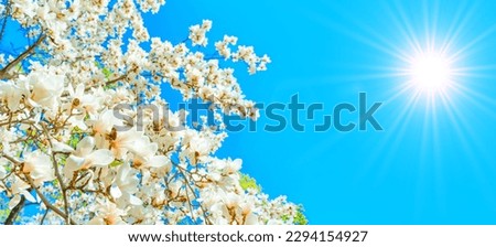 Stunning white magnolia tree in full bloom against a vibrant blue background with sparkling sun. Nature, gardening or seasonal design backdrop.