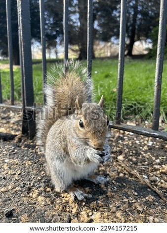 Squirrel with a nut in Park