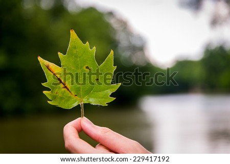 Green leaf in the hand