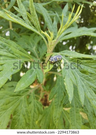 A cute caterpillar crawls on a leaf, its bright colors and patterns standing out against the green background.