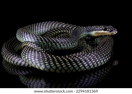 flying snake closeup on black backround, Flying snake "Chrysopelea"