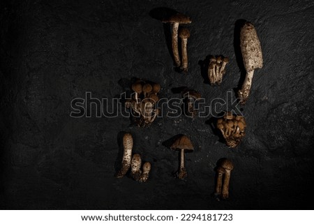 Mushrooms wild different on a black textured background. Forest decor. Flat lay, top view. Creative art 