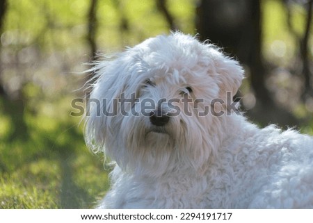 Coton de tulear cute dog