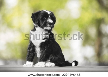 Tibetan terrier puppy. A beautiful Tibetan terrier puppy posing in the woods. Selective focus, copy space 
 Royalty-Free Stock Photo #2294196463