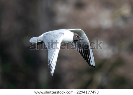 Closeup of a Black-Headed Gull, Chroicocephalus ridibundus flying over a lake in the English Garden in Munich, Germany. Adult winter plumage Royalty-Free Stock Photo #2294197493