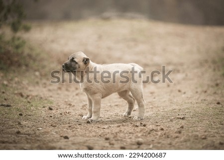 Beige puppies of Kangal shepherd dog walking in the park in summer