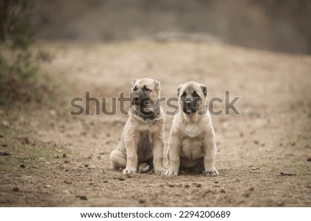 Beige puppies of Kangal shepherd dog walking in the park in summer