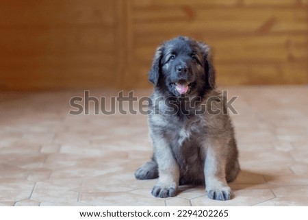 Little brown puppies of Leonberger dog in the house 