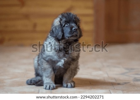 Little brown puppies of Leonberger dog in the house 