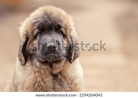 Close up portrait of Leonberger dog puppy
