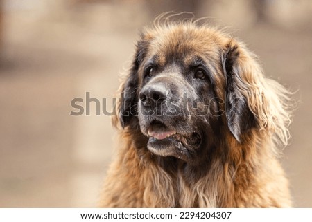 Close up portrait of Leonberger dog