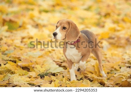 Portrait of beagle dog puppy in autumn with yellow leaves on background 