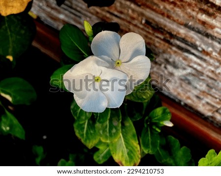 t

This Is White Flower Natural Picture 
