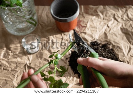 Preparation of a rose seedling for planting. Pruning before feeding for rooting. A series of photos about seedlings and plant propagation. eco products day Royalty-Free Stock Photo #2294211109