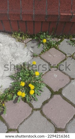 Dandelions on pavement - Wild flowers