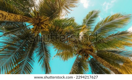 in this picture we can see to palm trees and the bright blue sky in the backgroud