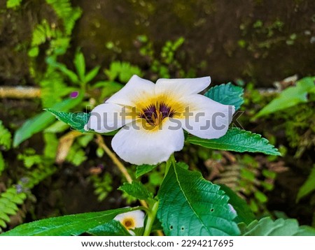Turnera subulata or Eight O'clock Flower which blooming in every morning, very beneficial for the surrounding environment as a host plant or a palace for caterpillar pest predators (sycanus)
