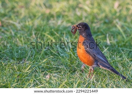 American robin bird standing in grass carrying worms in its beak.