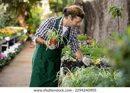 Experienced floriculturist engaged in cultivation of potted plants in greenhouse, checking Chlorophytum comosum with decorative greenish-white striped leaves .. Royalty-Free Stock Photo #2294240905