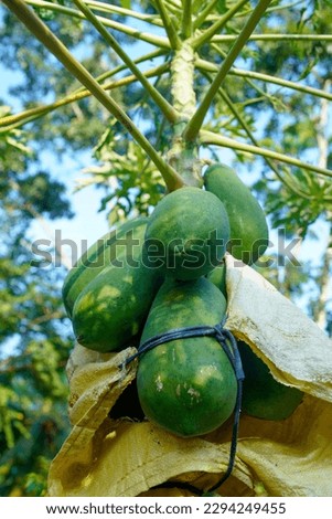 Papaya a widely cultivated fruit tree, Carica papaya, The papaya, or pawpaw, botanically known as Carica papaya,                                