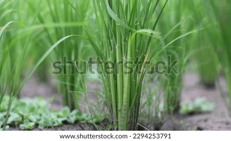 Clumps of rice plants (Oryza sativa L) that thrive in rice fields