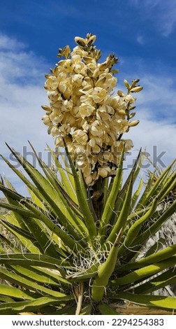 Mojave Yucca Bloom, Mojave National Preserve, California, USA Royalty-Free Stock Photo #2294254383