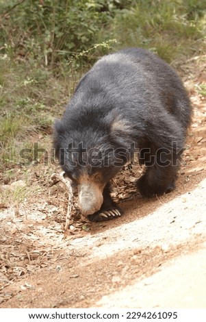 Sri Lankan Sloth Bear in the Wilpattu National Park, Sri Lanka. Visit Sri Lanka. 