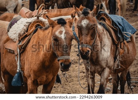 This is Horse Picture Also National And Have Two Horse In This Pictures