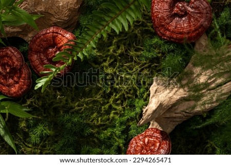 Beautiful natural scenery of forest with green moss, ferns and Lingzhi mushroom (Ganoderma Lucidum). For medicine advertising, photography traditional medicine content