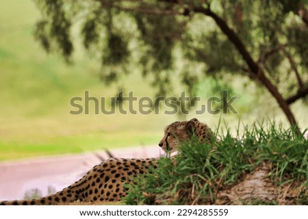 View of a South African Cheetah laying down on the shade under a tree.