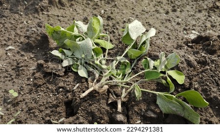 peanut or groundnut plants that died because they were eaten by urethra Royalty-Free Stock Photo #2294291381