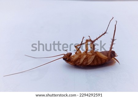 Cockroach insects die upside down