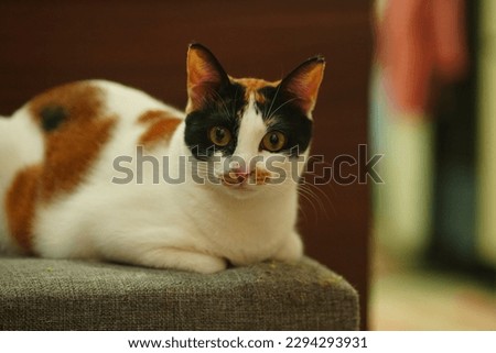 Calico Cat with green eyes sitting on the couch looking at camera. Pet Photography.