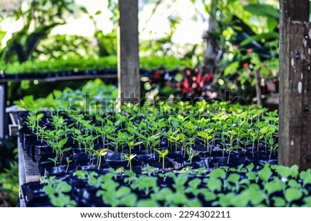 Farming and growing seedlings in green house with blurry background