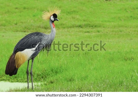 A kind of bird is Grey crowned crane, Bird background. Royalty-Free Stock Photo #2294307391