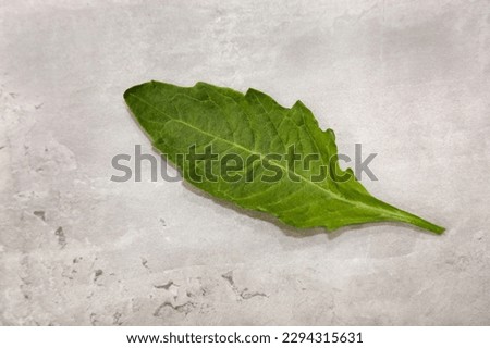 Close-up view of an Epazote herb leaf also known as hierba sagrada.
