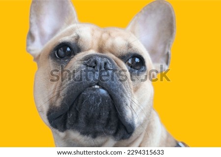 French Bulldog Dog in yellow background
