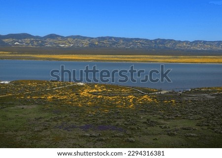 Bright yellow field of wildflowers on the background of Soda Lake in California