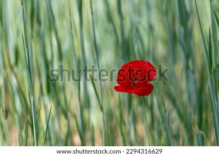 Red poppy among the ears of a green field of wheat