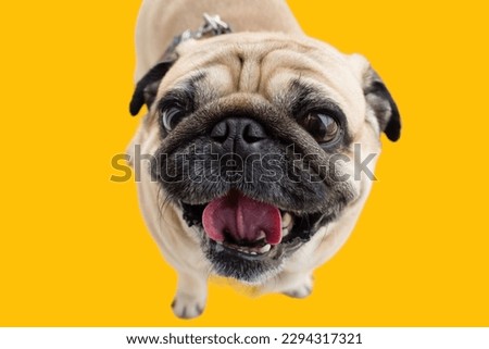 pug dog looking AT the camra in yellow background
