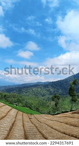 scenery ofl vegetable plantation landscape with unique pattern and blue sky, copy space for story