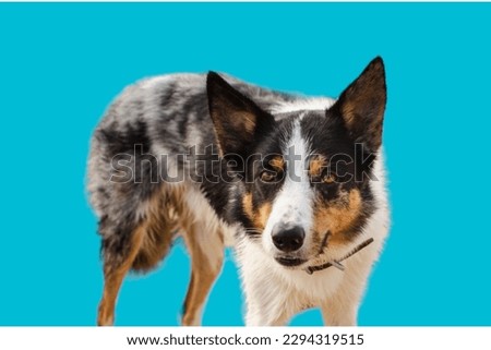 Koolie Dog in blue background