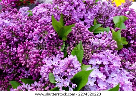 Beautiful lilac flowers ,Purple lilac flowers on the bush,summer time background. Royalty-Free Stock Photo #2294320223