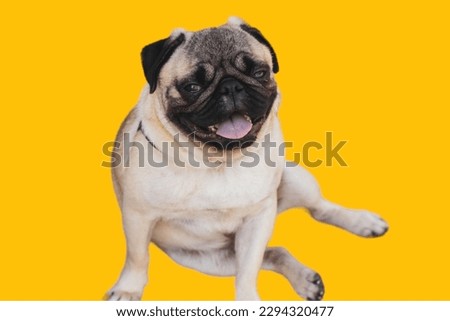 pug dog sitting in yellow background
