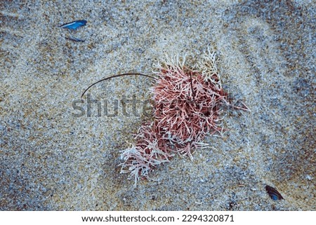 a pink white color seaweed lying down isolated on sand with some small pieces of shells around, things from ocean on beach, california, usa