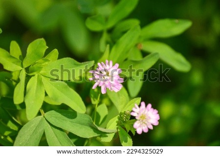 Trifolium resupinatum. Leaves and flower of persian clover.Persian clover, or reversed clover in the meadow. Spring blossom