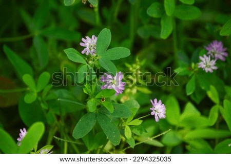 Trifolium resupinatum. Leaves and flower of persian clover.Persian clover, or reversed clover in the meadow. Spring blossom