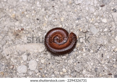 Millipedes, luing, luwing, or keluwing are arthropods that have two pairs of legs per segment.  Millipedes are an order of invertebrate members belonging to the phylum Arthropoda, class Myriapoda Royalty-Free Stock Photo #2294326731